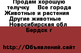 Продам хорошую телучку. - Все города Животные и растения » Другие животные   . Новосибирская обл.,Бердск г.